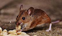 24 Hour & Emergency Exterminators in Manville, NJ